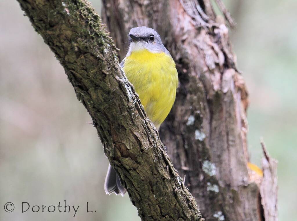 Eastern Yellow Robin (Eopsaltria australis)