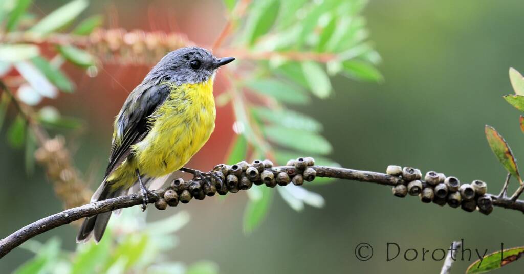 Eastern Yellow Robin (Eopsaltria australis)