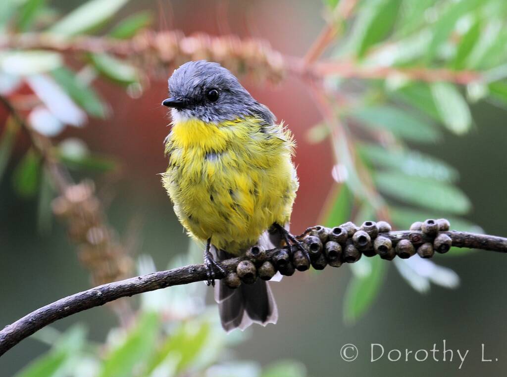 Eastern Yellow Robin (Eopsaltria australis)