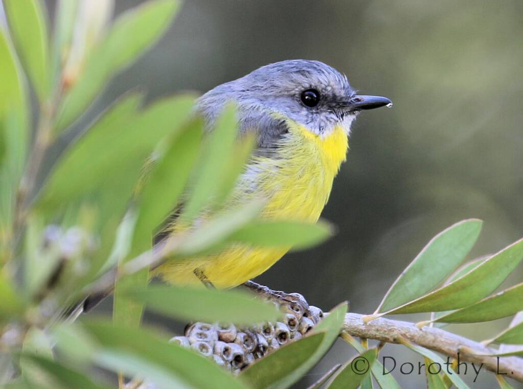 Eastern Yellow Robin (Eopsaltria australis)