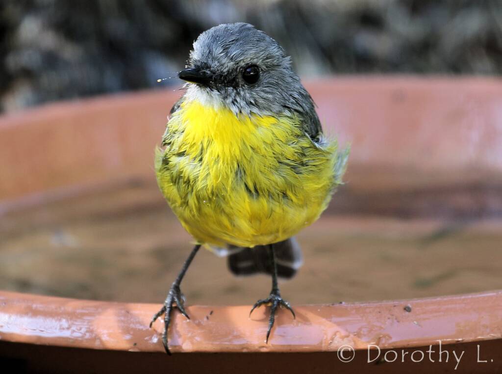 Eastern Yellow Robin (Eopsaltria australis)