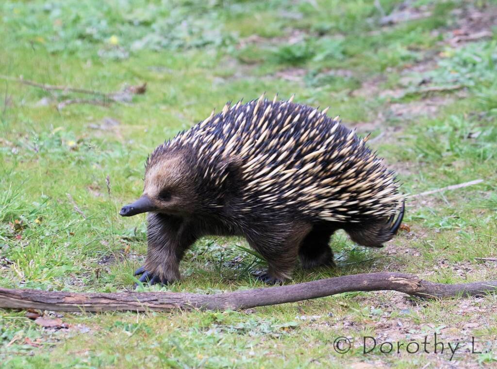 Short-beaked Echidna (Tachyglossus aculeatus)