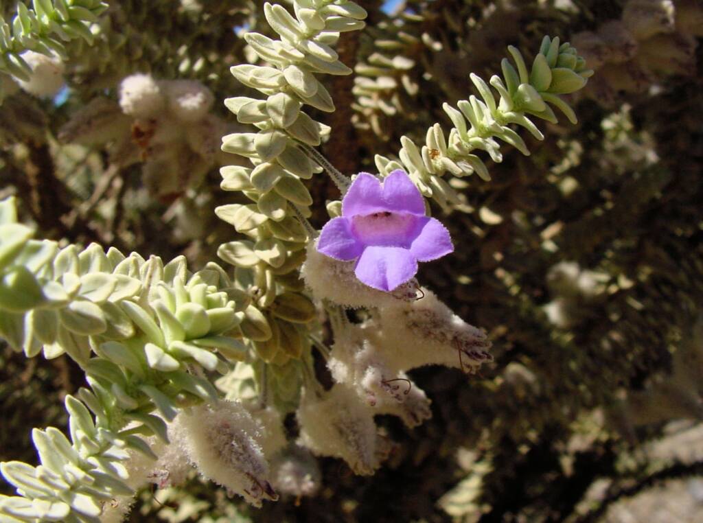 Woolly-sepaled Eremophila (Eremophila lachnocalyx), Australian Arid Lands Botanic Garden