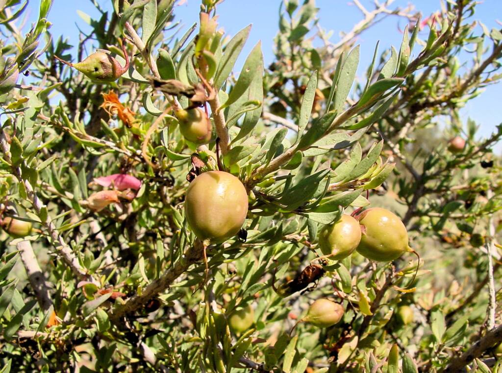 Spotted Emu Bush (Eremophila maculata), Australian Arid Lands Botanic Garden