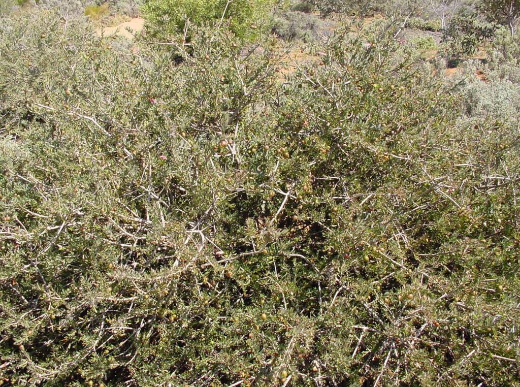 Spotted Emu Bush (Eremophila maculata), Australian Arid Lands Botanic Garden
