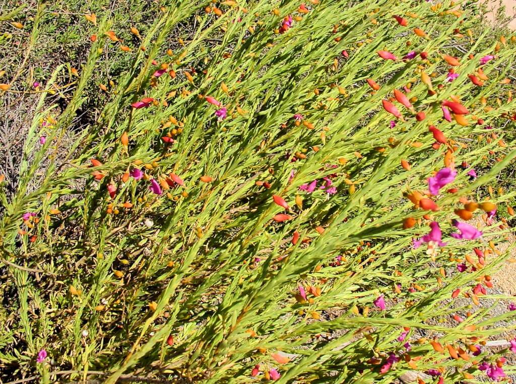 Showy eremophila (Eremophila racemosa), Australian Arid Lands Botanic Garden