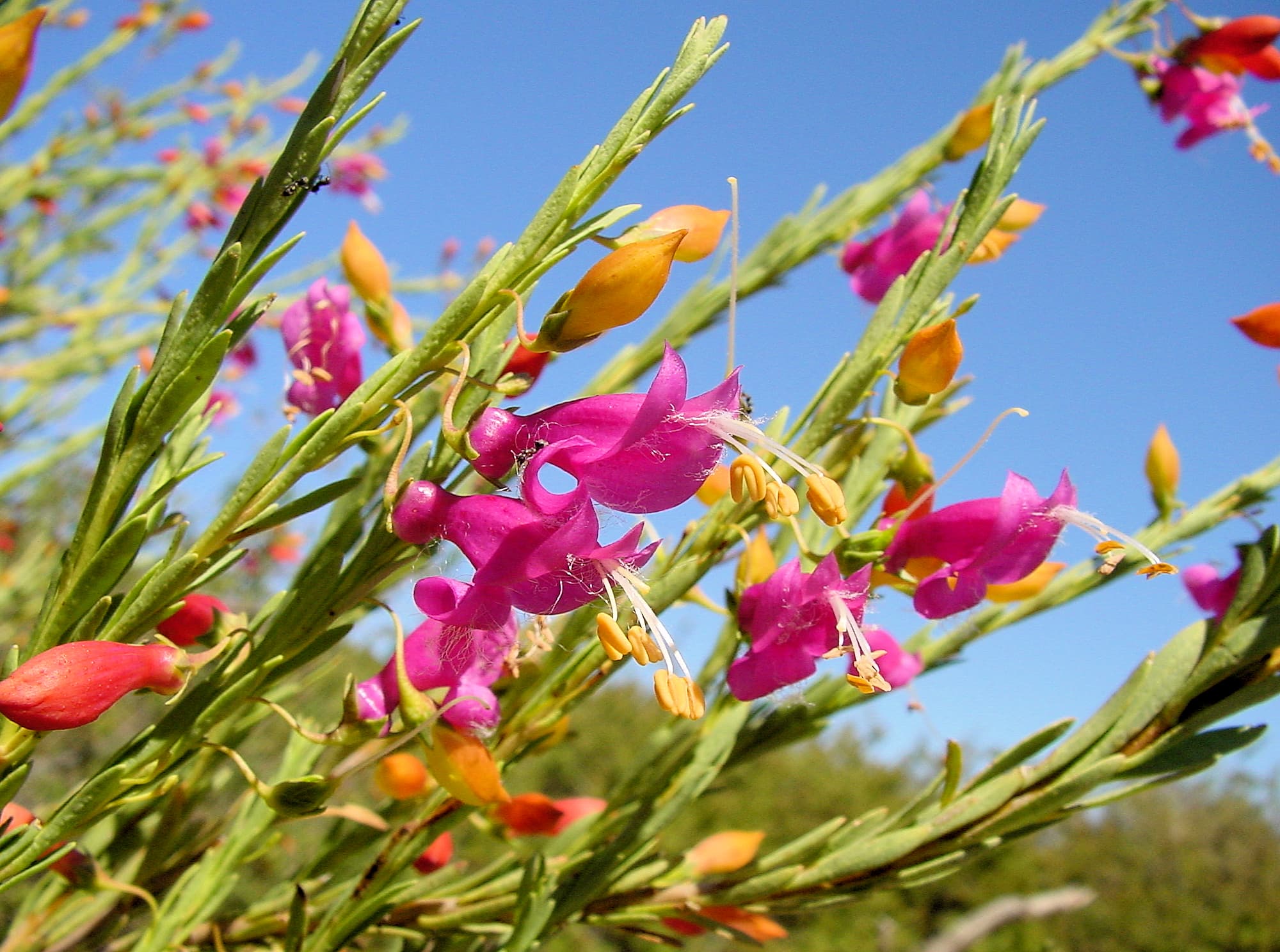 Showy eremophila (Eremophila racemosa), Australian Arid Lands Botanic Garden