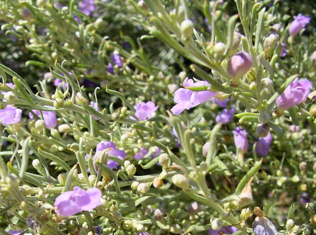 Broom Emubush (Eremophila scoparia), Australian Arid Lands Botanic Garden