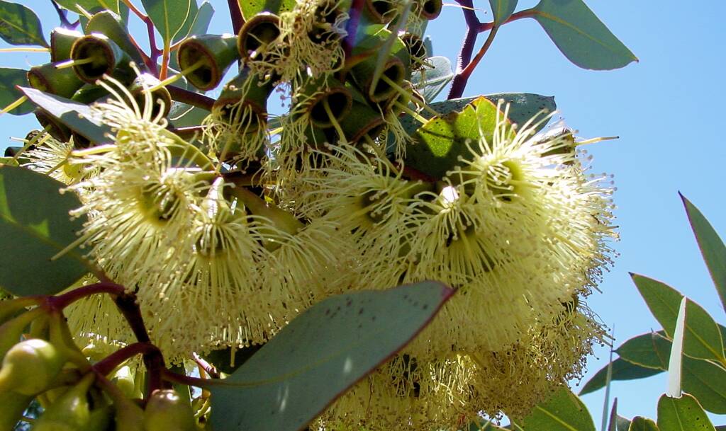Pimpin Mallee (Eucalyptuspimpiniana), Australian Arid Lands Botanic Garden