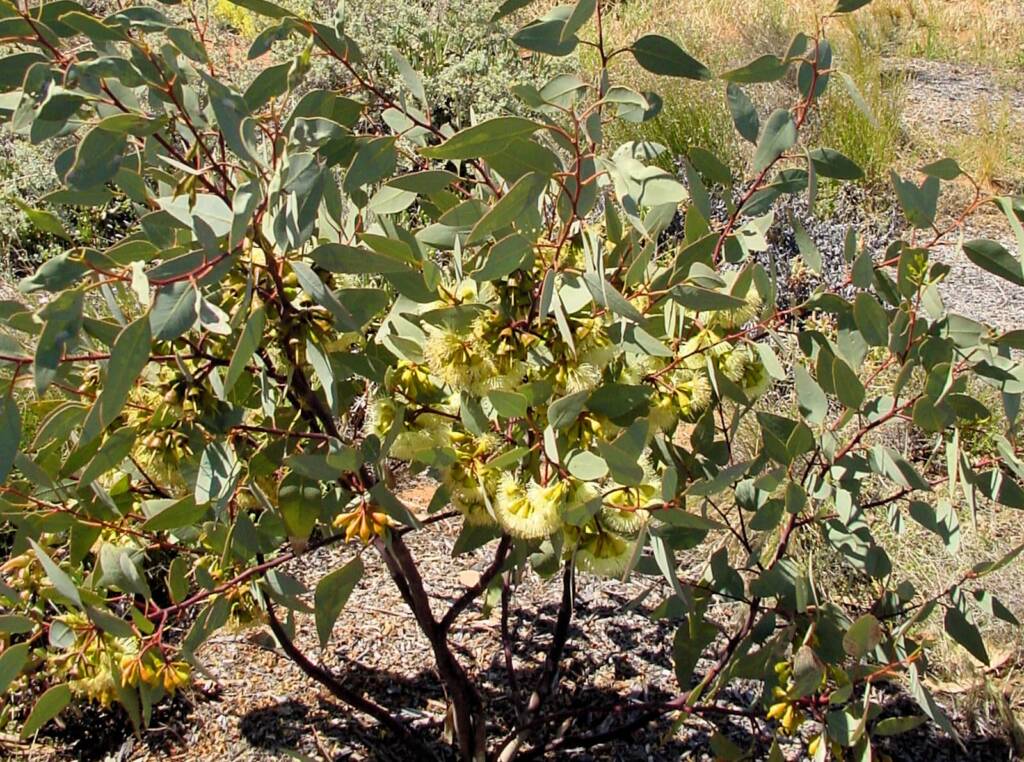 Pimpin Mallee (Eucalyptuspimpiniana), Australian Arid Lands Botanic Garden