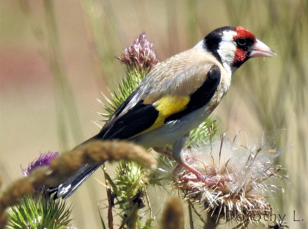 European goldfinch (Carduelis carduelis)