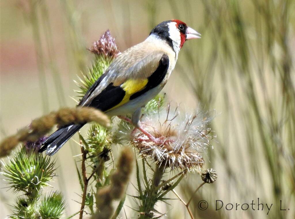 European goldfinch (Carduelis carduelis)