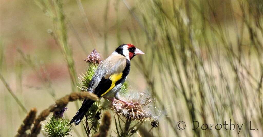 European goldfinch (Carduelis carduelis)