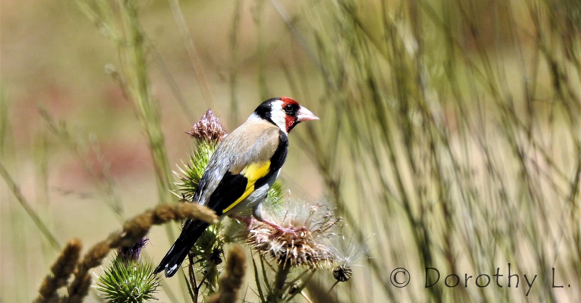 European goldfinch (Carduelis carduelis)