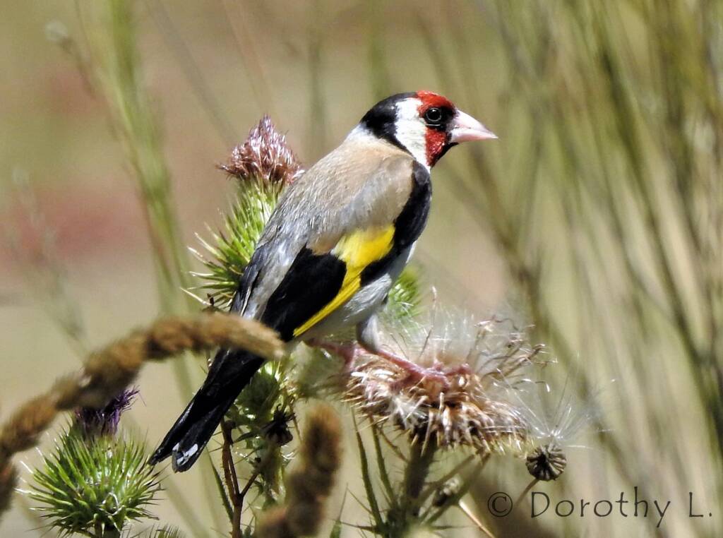 European goldfinch (Carduelis carduelis)