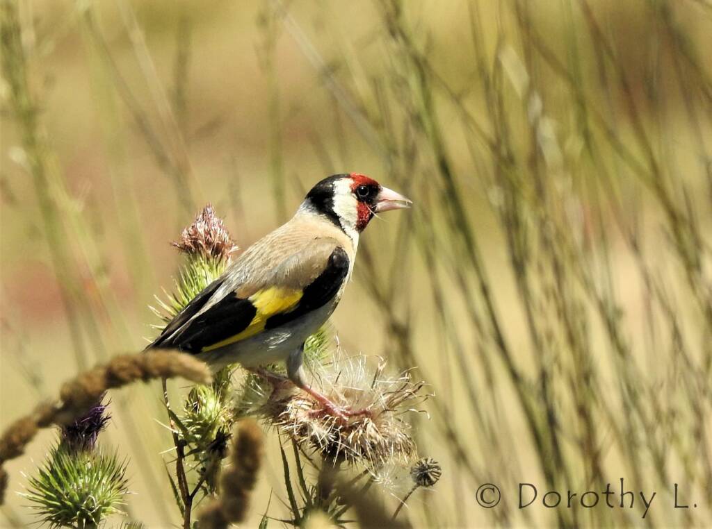 European goldfinch (Carduelis carduelis)