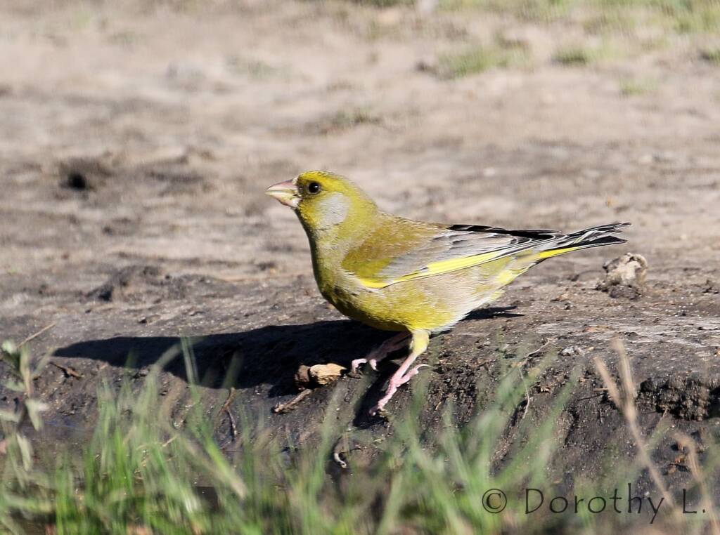 European Greenfinch (Chloris chloris)
