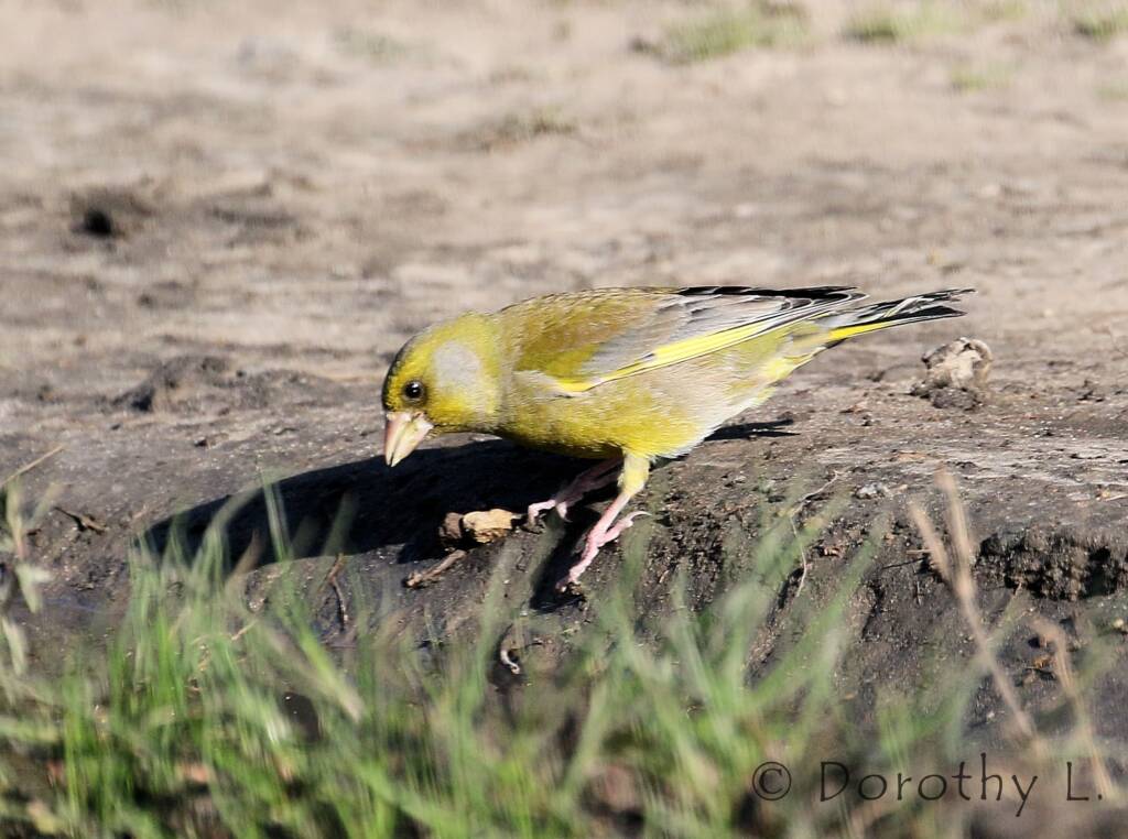 European Greenfinch (Chloris chloris)