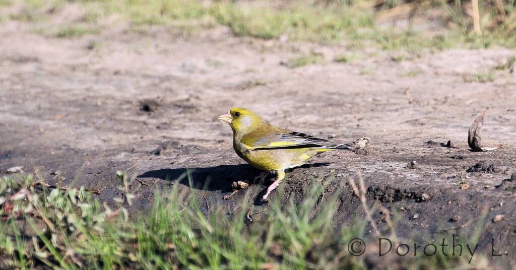 European Greenfinch (Chloris chloris)