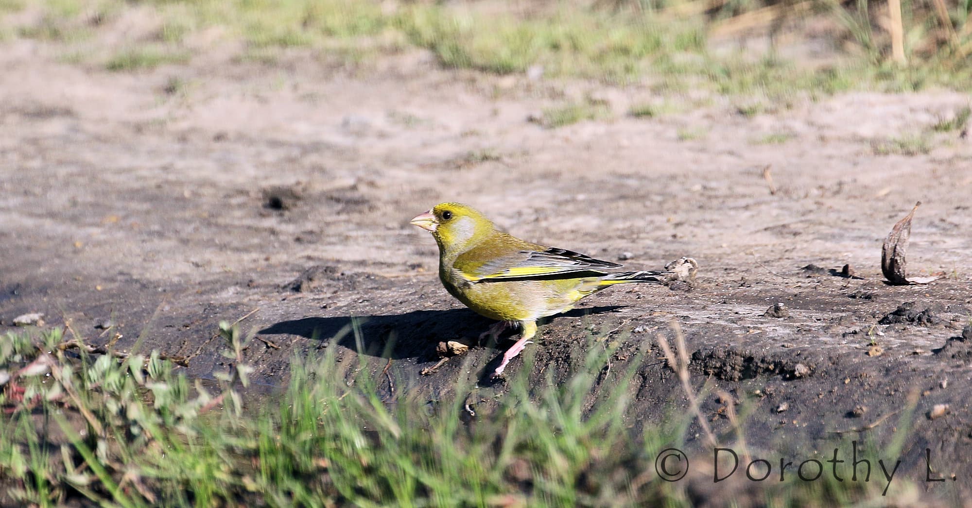 European Greenfinch (Chloris chloris)