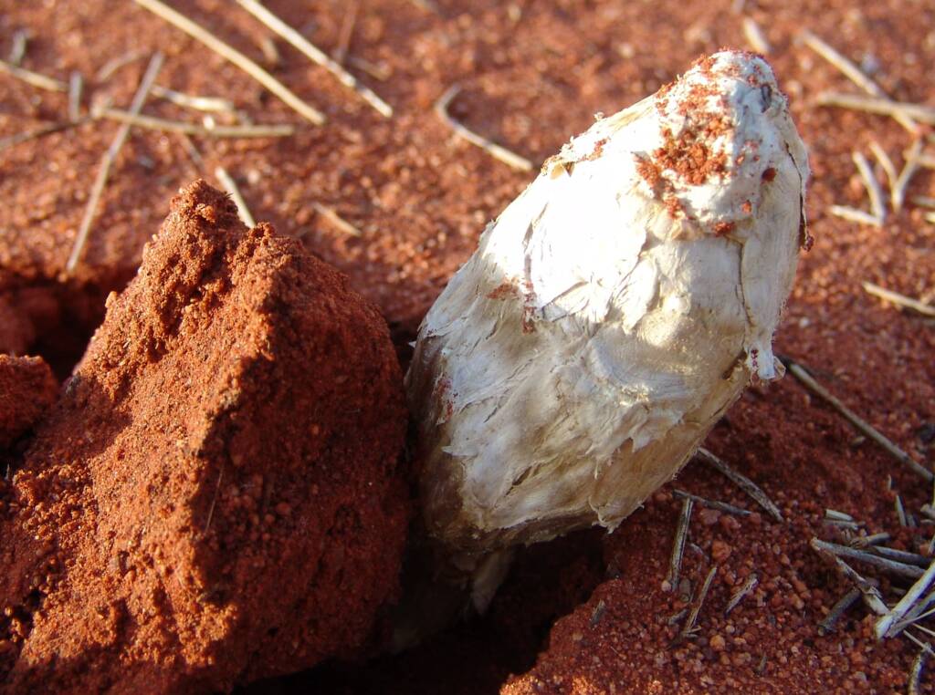 False Shaggy Mane (Podaxis pistillaris), Uluru-Kata Tjuta National Park