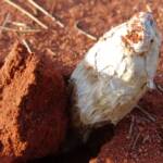 False Shaggy Mane (Podaxis pistillaris), Uluru-Kata Tjuta National Park