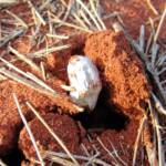 False Shaggy Mane (Podaxis pistillaris), Uluru-Kata Tjuta National Park
