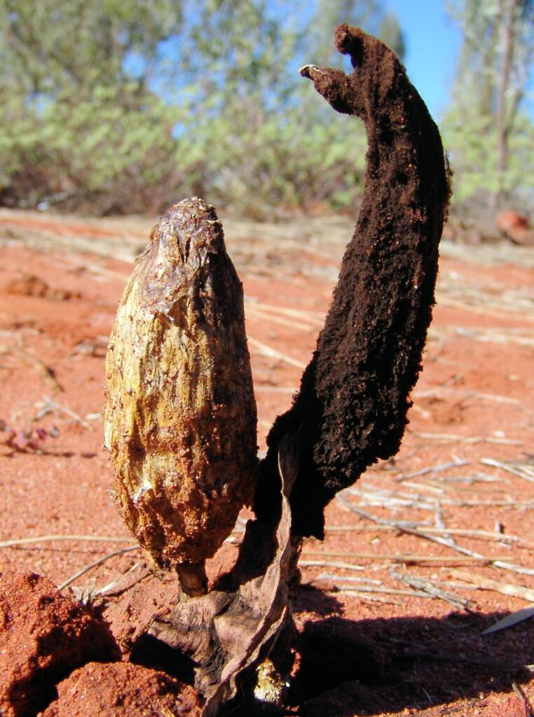 False Shaggy Mane (Podaxis pistillaris), Uluru-Kata Tjuta National Park