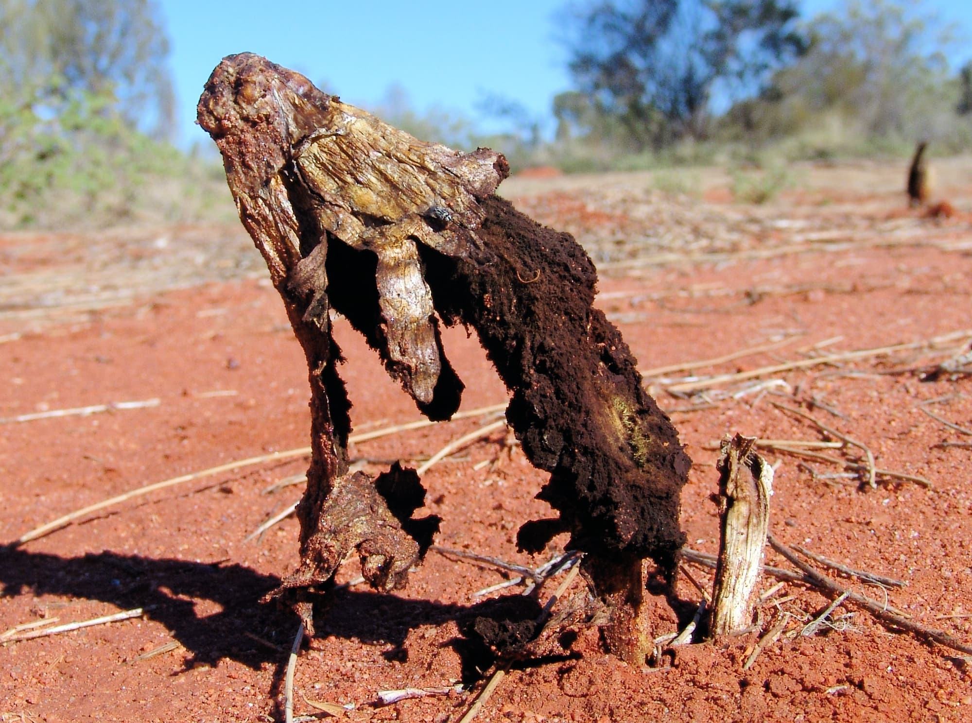 False Shaggy Mane (Podaxis pistillaris), Uluru-Kata Tjuta National Park