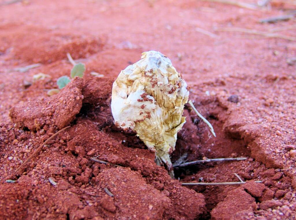 False Shaggy Mane (Podaxis pistillaris), Uluru-Kata Tjuta National Park