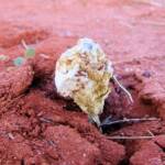 False Shaggy Mane (Podaxis pistillaris), Uluru-Kata Tjuta National Park