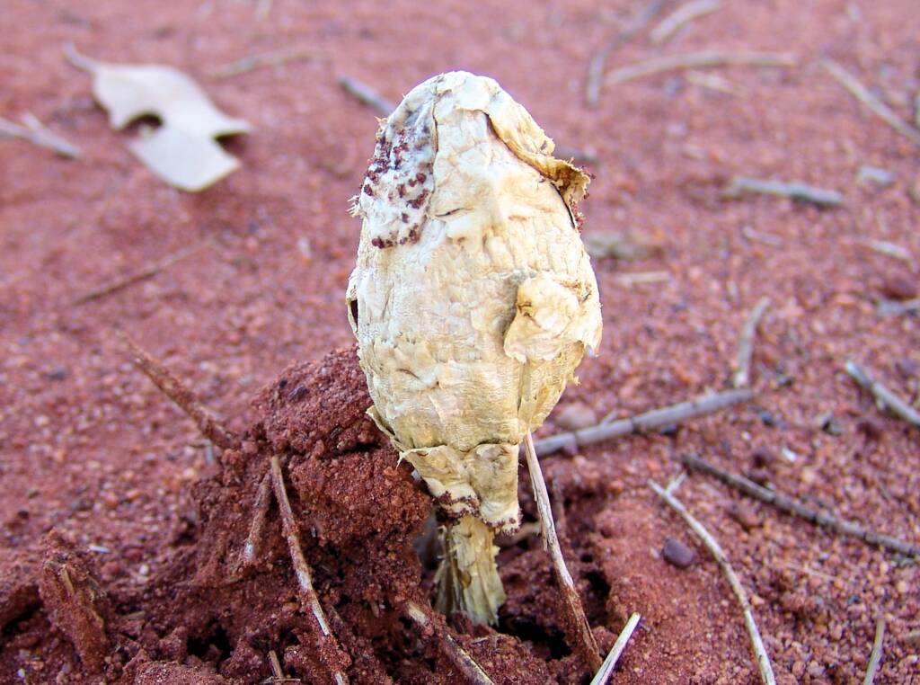 False Shaggy Mane (Podaxis pistillaris), Uluru-Kata Tjuta National Park