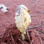 False Shaggy Mane (Podaxis pistillaris), Uluru-Kata Tjuta National Park