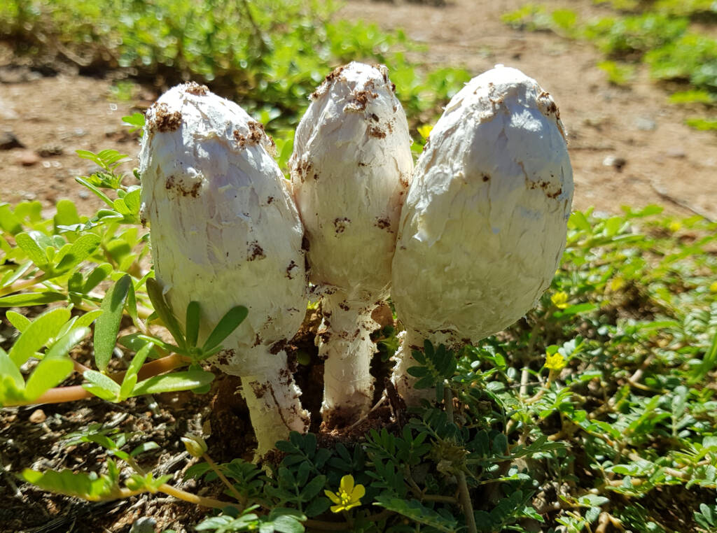 False Shaggy Mane (Podaxis pistillaris), Alice Springs