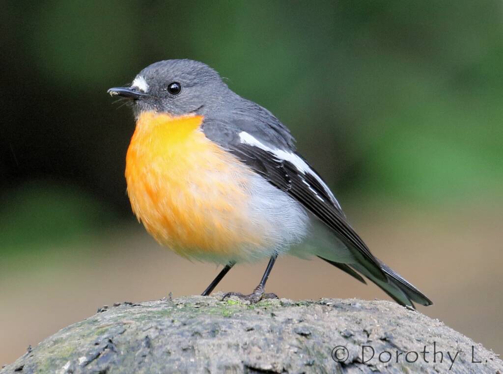 Flame Robin (Petroica phoenicea)