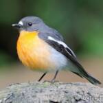 Flame Robin (Petroica phoenicea)