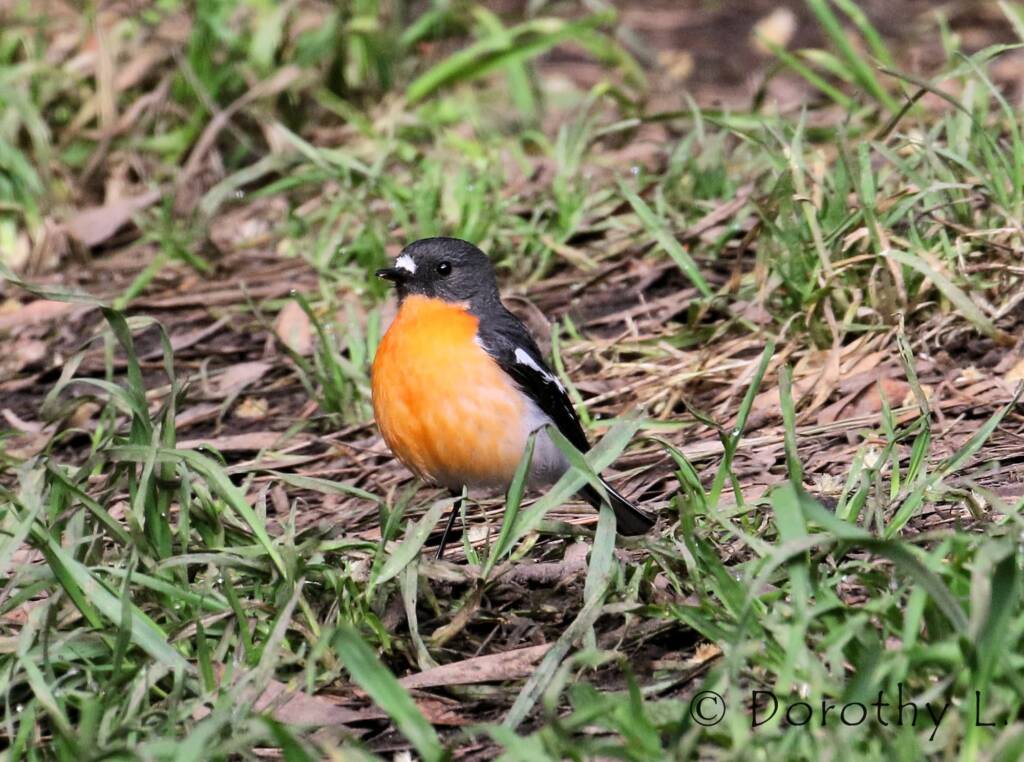 Flame Robin (Petroica phoenicea)