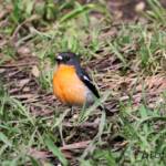 Flame Robin (Petroica phoenicea)