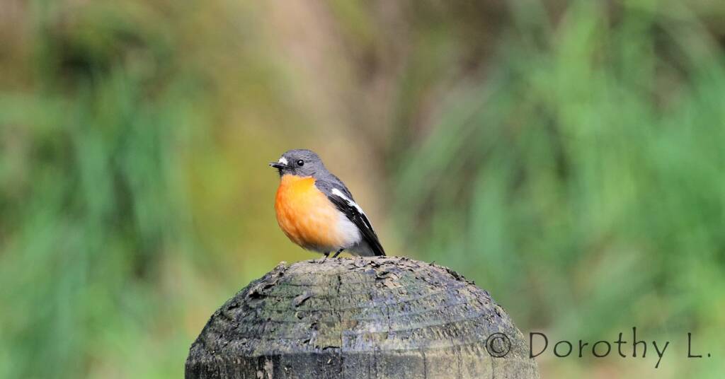 Flame Robin (Petroica phoenicea)