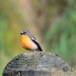 Flame Robin (Petroica phoenicea)