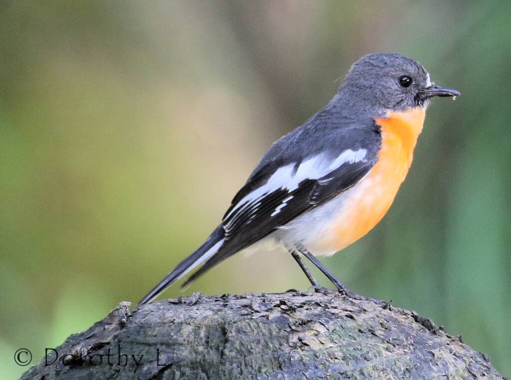 Flame Robin (Petroica phoenicea)