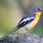 Flame Robin (Petroica phoenicea)