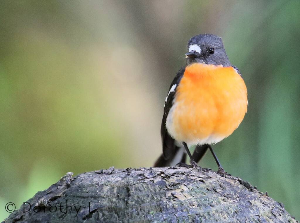 Flame Robin (Petroica phoenicea)