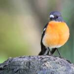 Flame Robin (Petroica phoenicea)