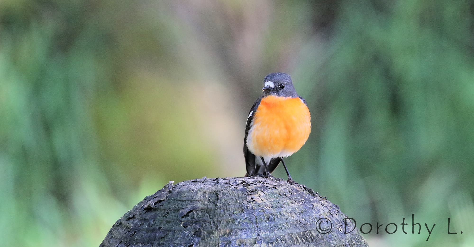 Flame Robin (Petroica phoenicea)