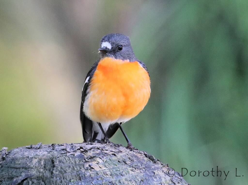 Flame Robin (Petroica phoenicea)