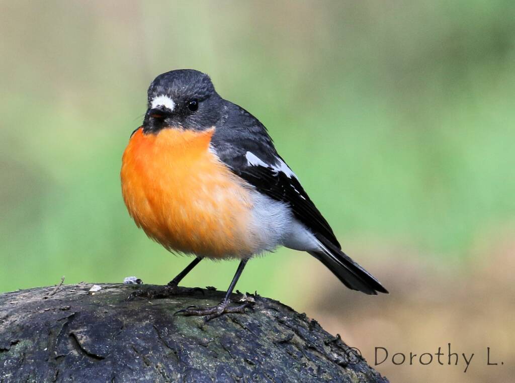 Flame Robin (Petroica phoenicea)