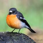 Flame Robin (Petroica phoenicea)