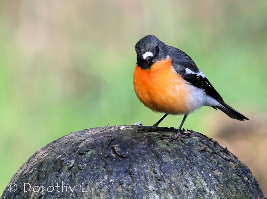 Flame Robin (Petroica phoenicea)