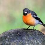 Flame Robin (Petroica phoenicea)